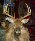 8pnt12042008sm.jpg